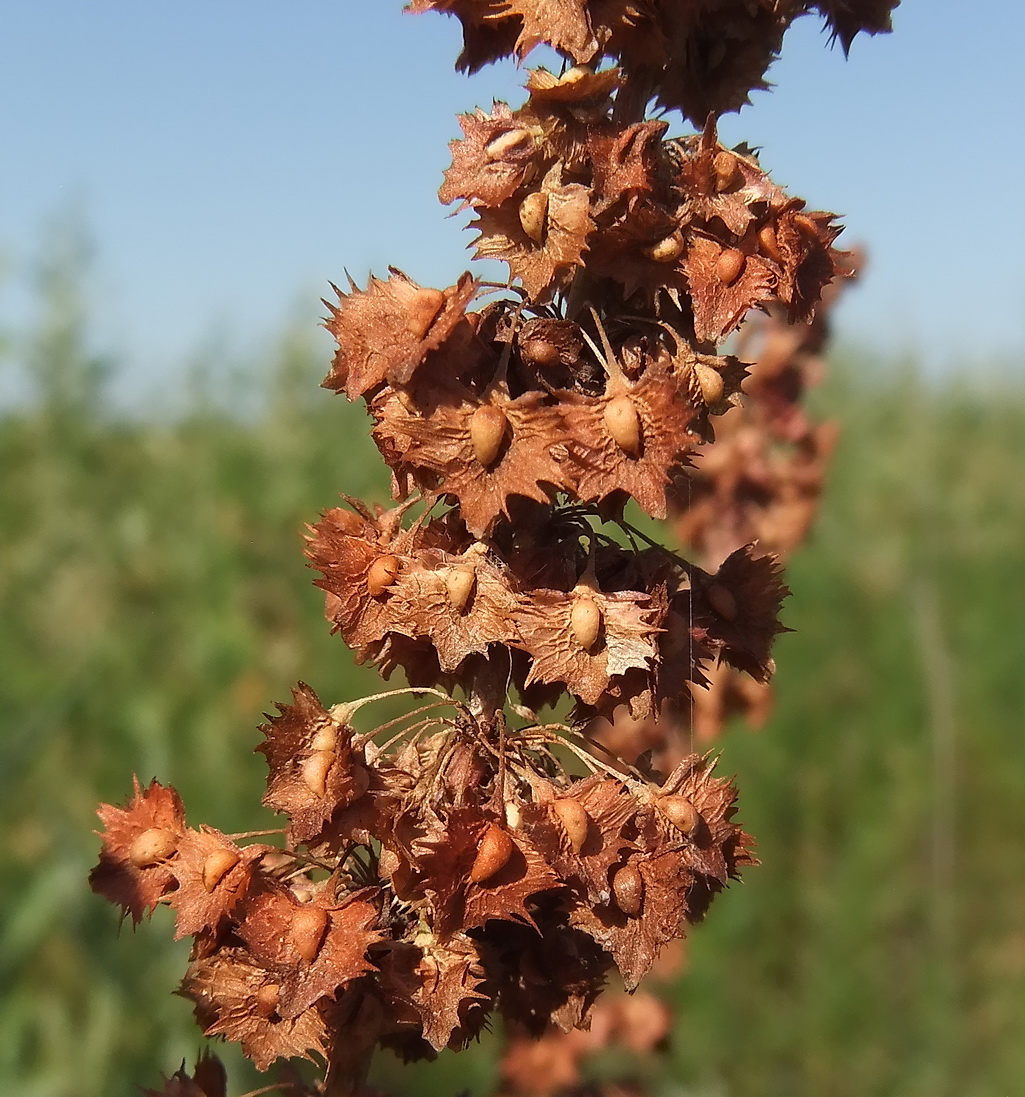 Image of Rumex stenophyllus specimen.