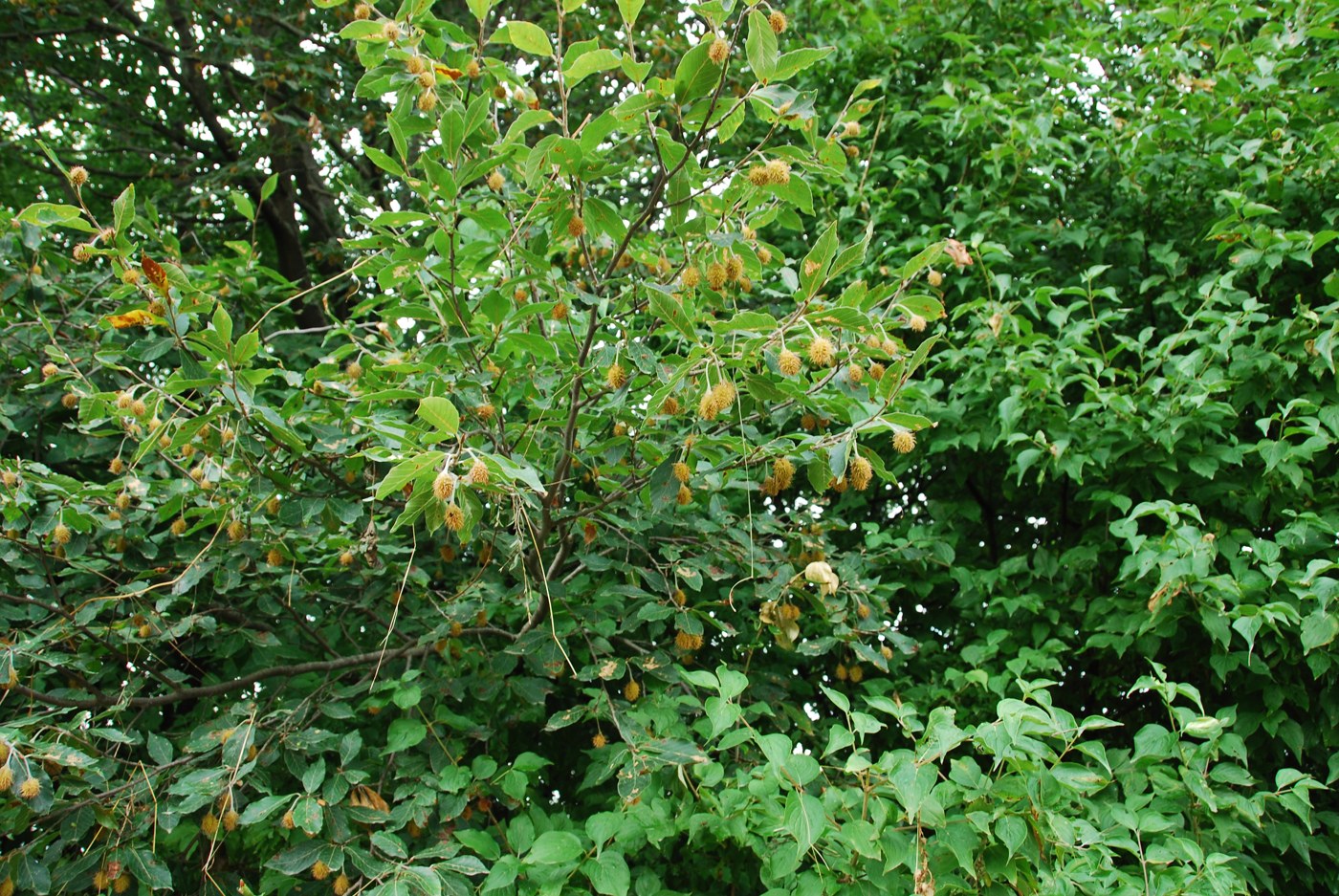 Изображение особи Fagus orientalis.