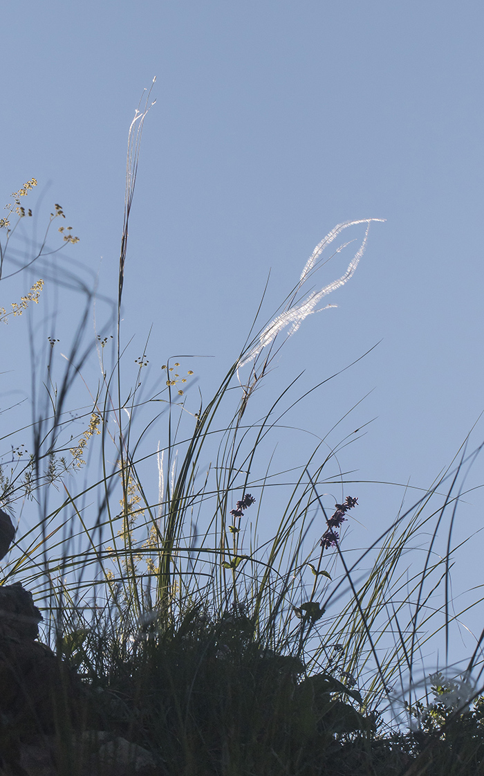 Image of Stipa pulcherrima specimen.