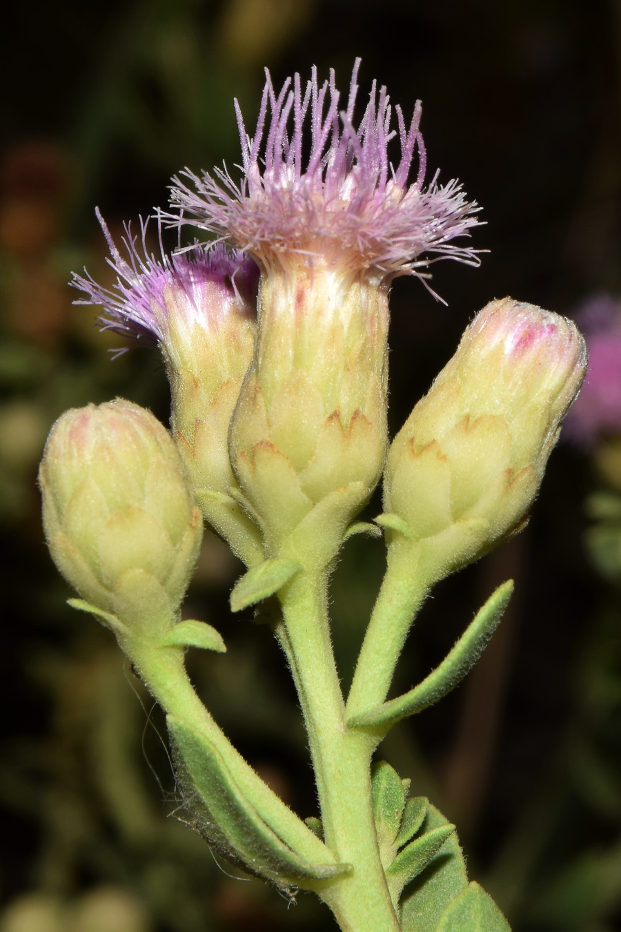 Изображение особи Karelinia caspia.