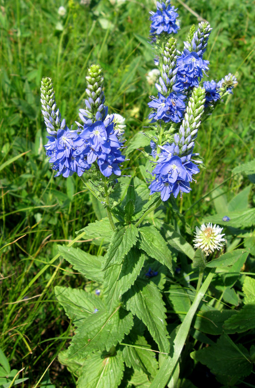 Image of Veronica teucrium specimen.