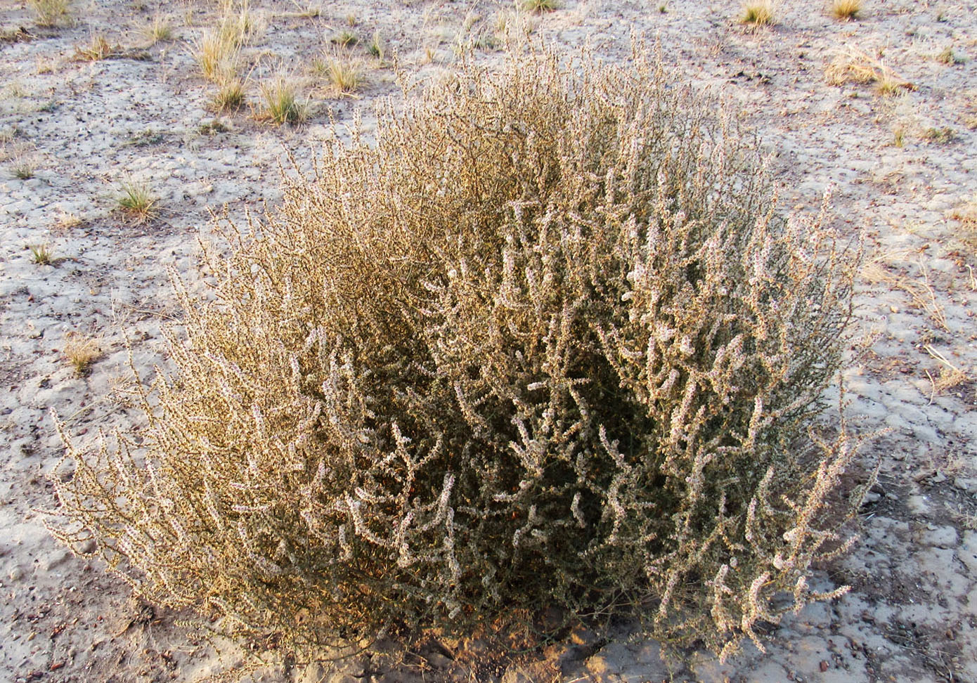 Image of Salsola tragus specimen.