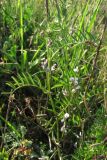 Vicia hirsuta