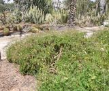 Pelargonium laxum