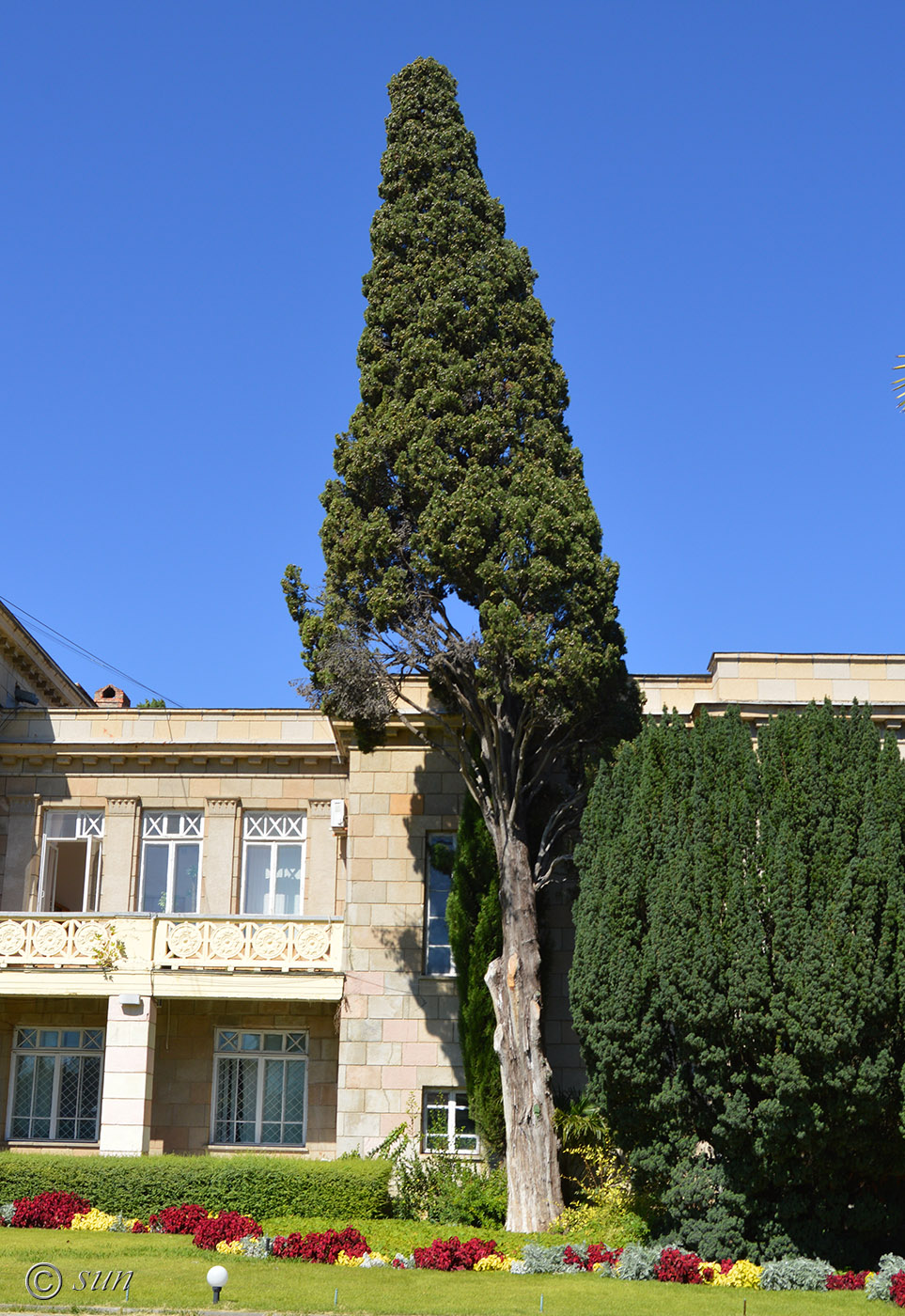 Image of Cupressus sempervirens specimen.