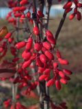 Berberis vulgaris. Соплодие. Магаданская обл., г. Магадан, побережье бухты Нагаева, сквер \"Маяк\", в озеленении. 05.10.2021.