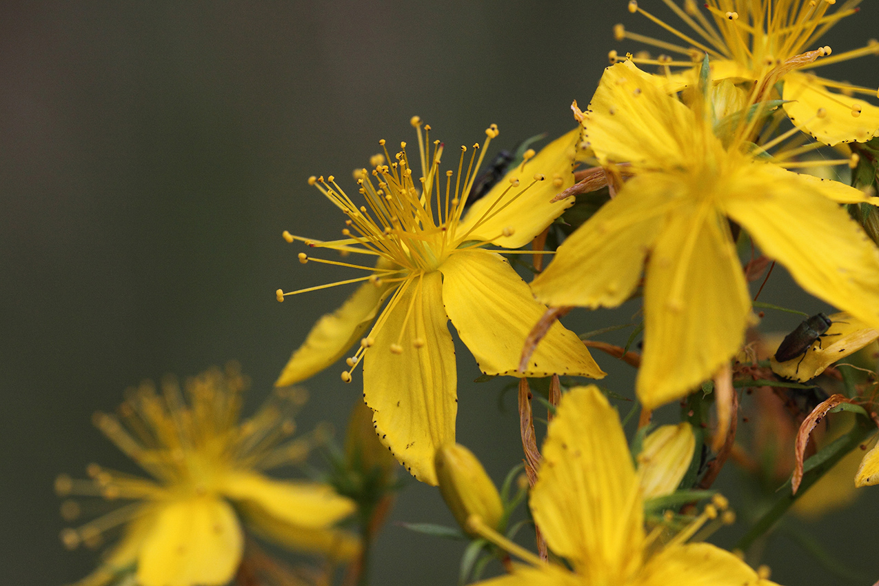 Изображение особи Hypericum perforatum.