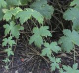 Geranium phaeum. Части побегов. Москва, Аптекарский огород, теневой сад, в культуре. 03.09.2021.