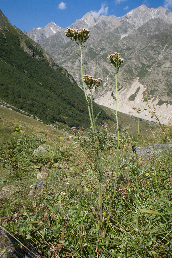 Image of Achillea millefolium specimen.