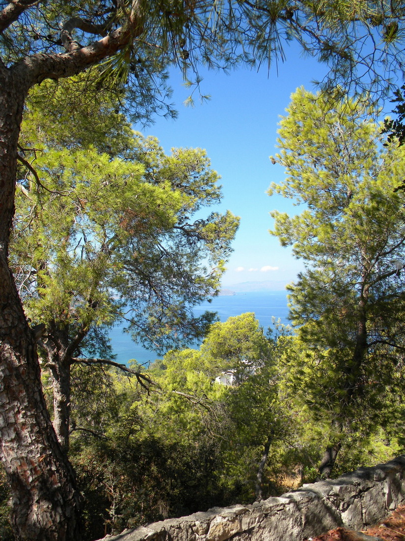 Image of Pinus brutia specimen.