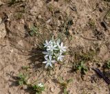 Ornithogalum trichophyllum. Цветущее растение. Израиль, западный Негев, заповедник \"Нахаль Бсор\", лёссово-песчаный агломерат. 09.02.2022.