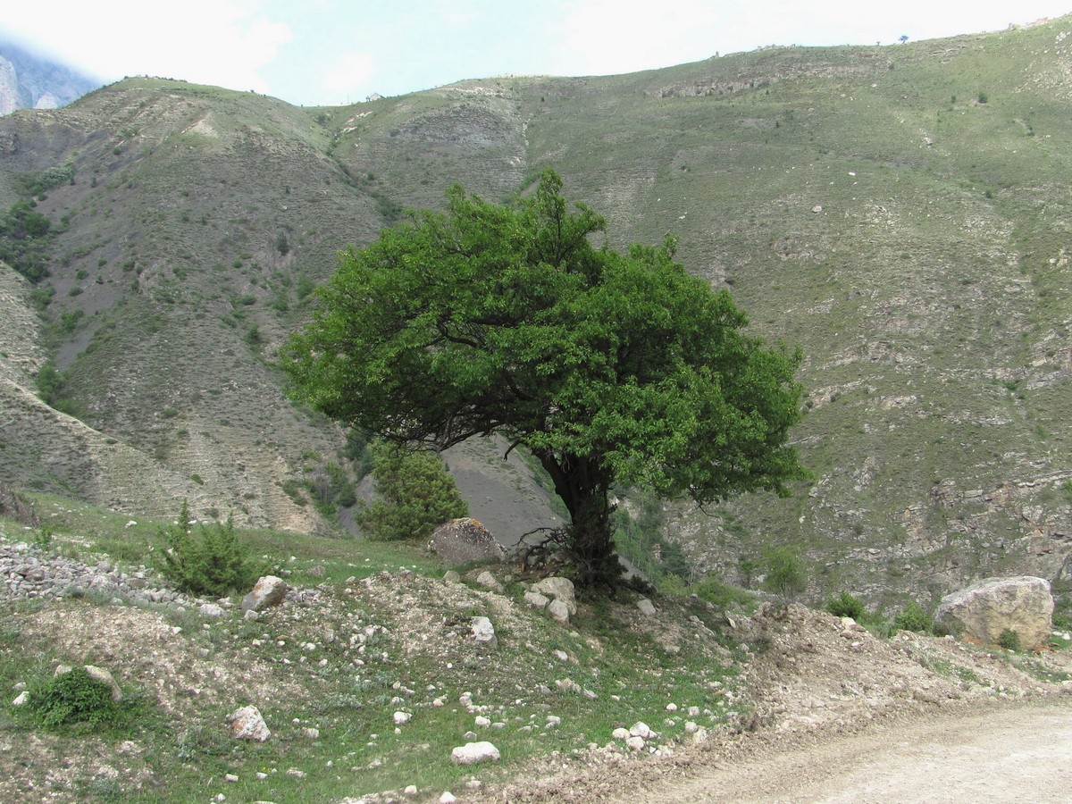 Изображение особи Prunus cerasifera.