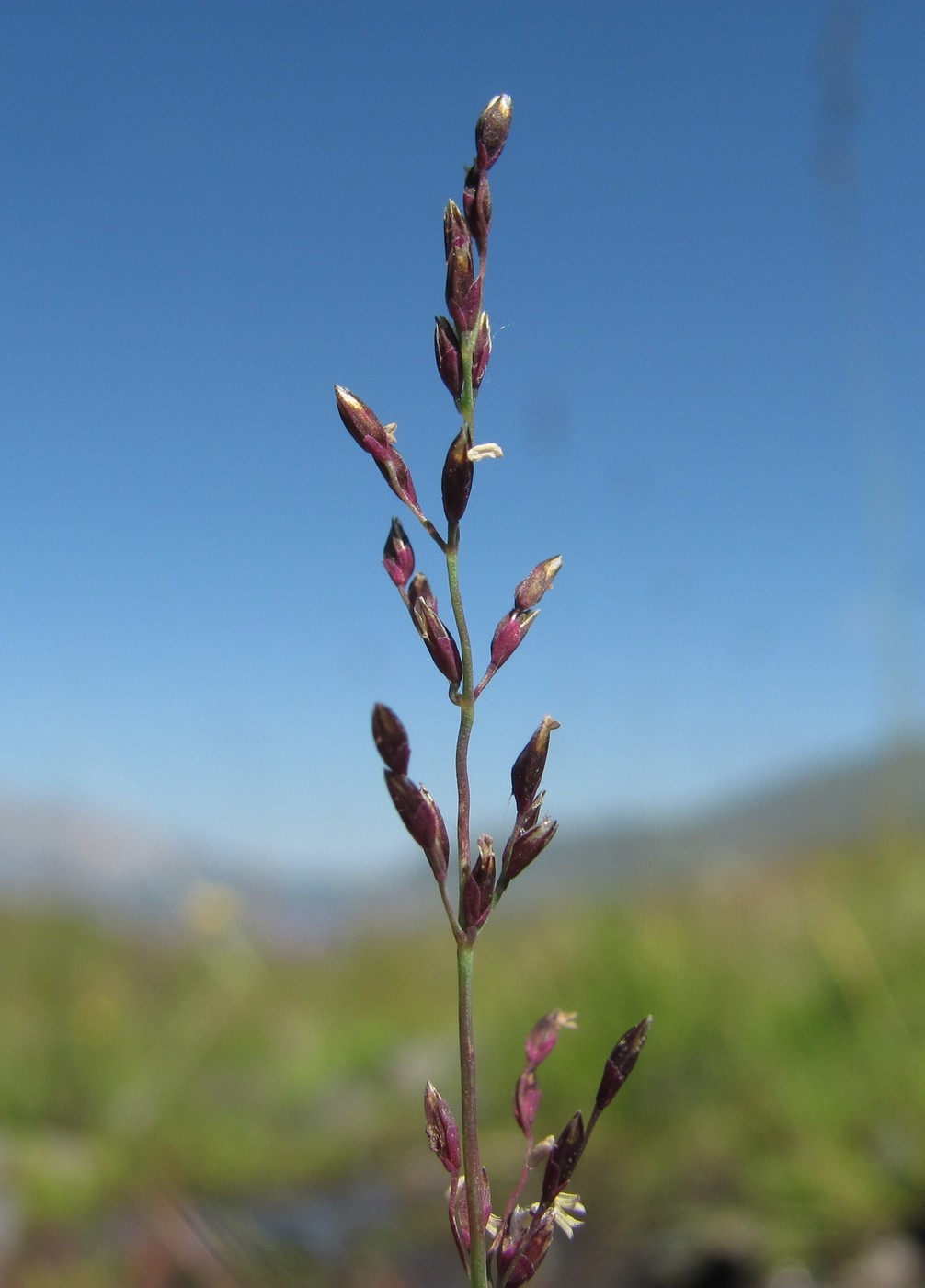 Image of Catabrosella variegata specimen.