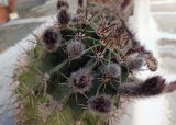 Echinopsis oxygona. Растение с развивающимися бутонами. Греция, Эгейское море, о. Парос, г. Лефкес (Λευκές), цветник. 30.05.2021.