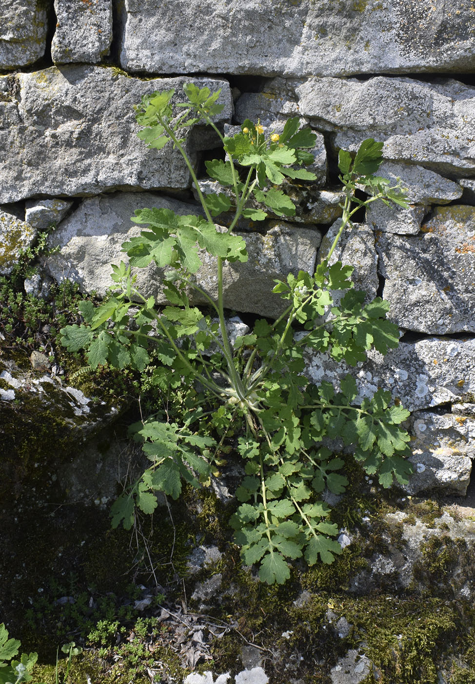 Изображение особи Chelidonium majus.