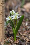 Ornithogalum balansae