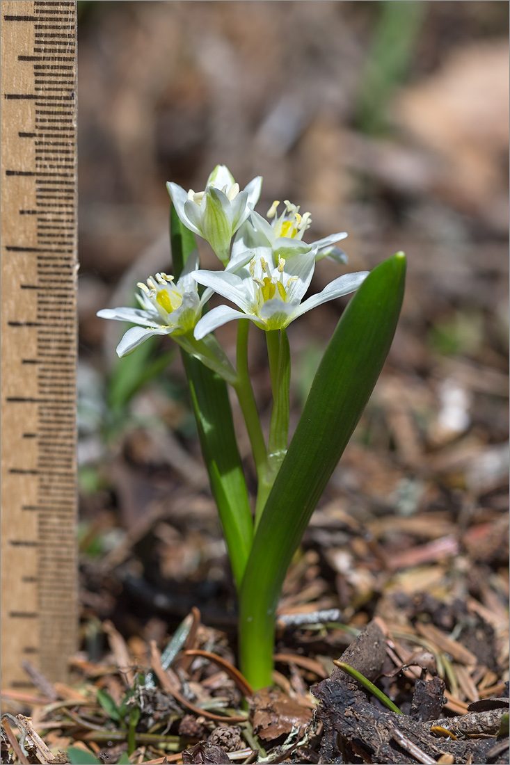 Изображение особи Ornithogalum balansae.