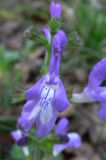 Salvia forskahlei