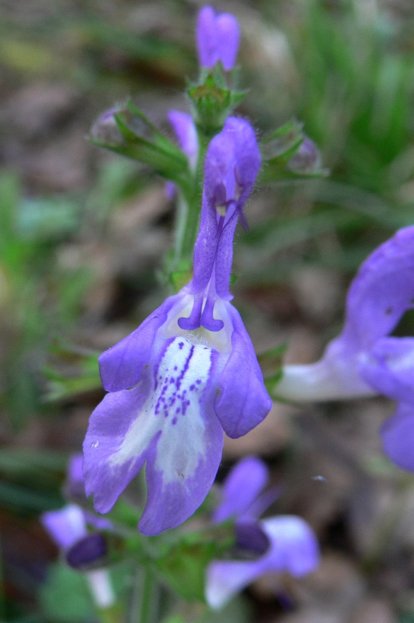 Image of Salvia forskahlei specimen.