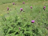 Cirsium appendiculatum