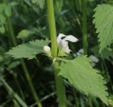 Lamium album