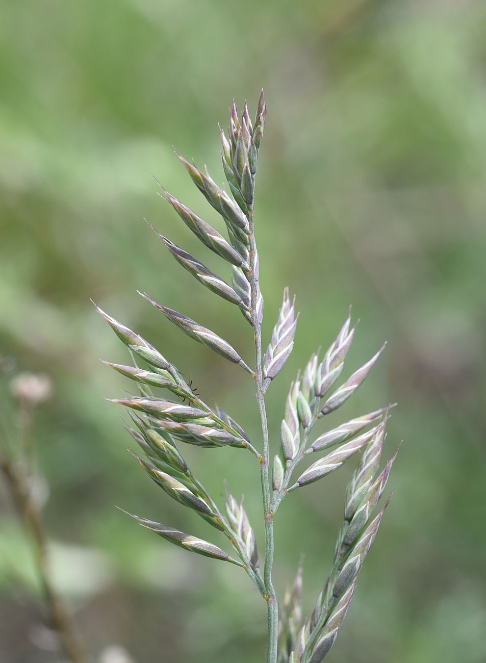 Изображение особи род Festuca.