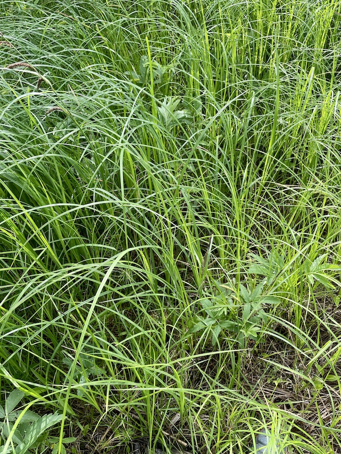 Image of Carex acuta specimen.