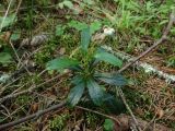 Chimaphila umbellata