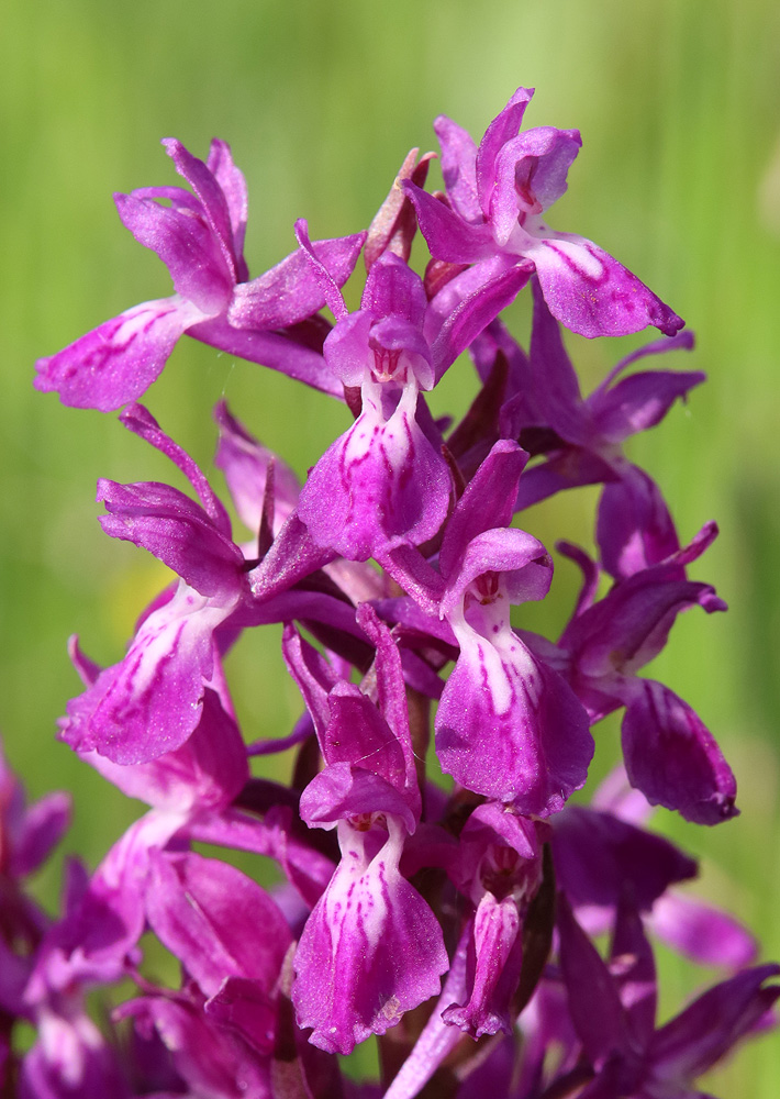 Изображение особи Dactylorhiza salina.