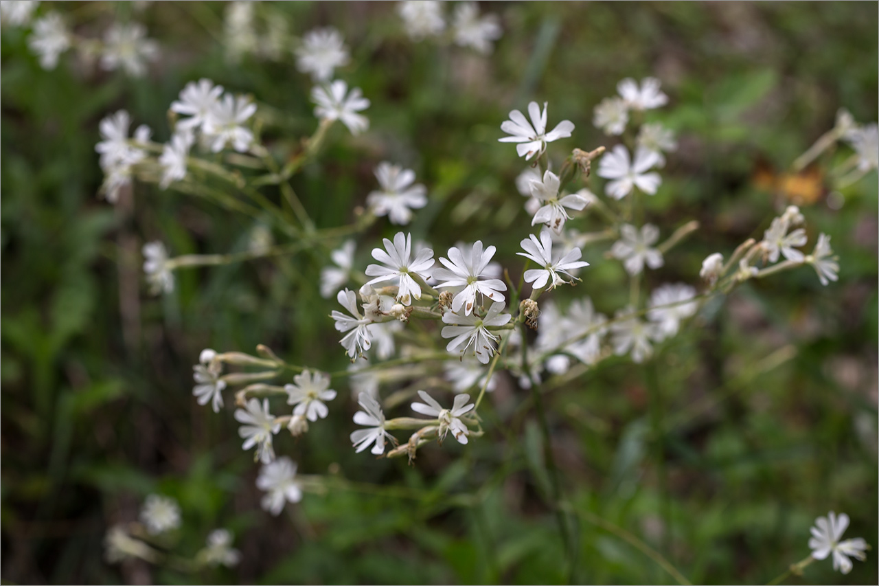 Изображение особи Silene italica.