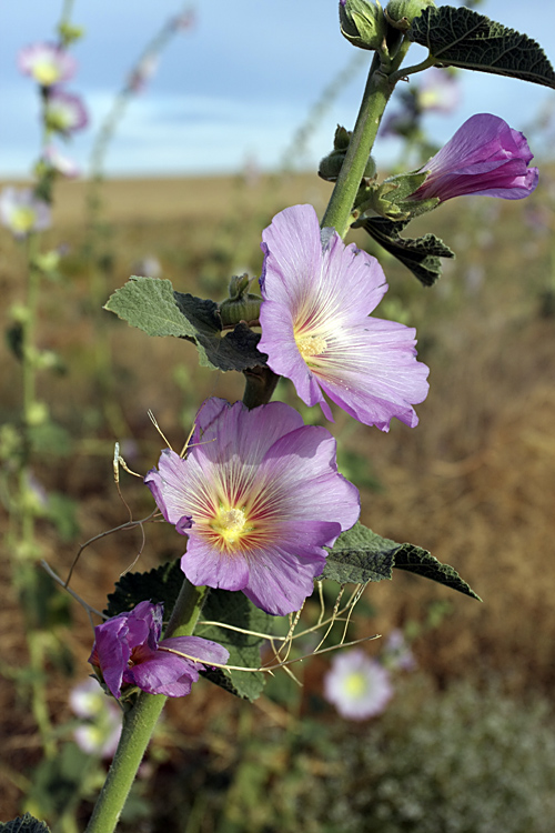 Изображение особи Alcea litwinowii.