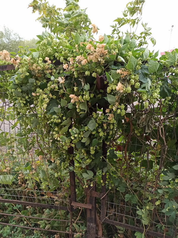 Image of Humulus lupulus specimen.