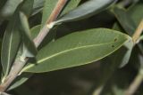 Bupleurum fruticosum