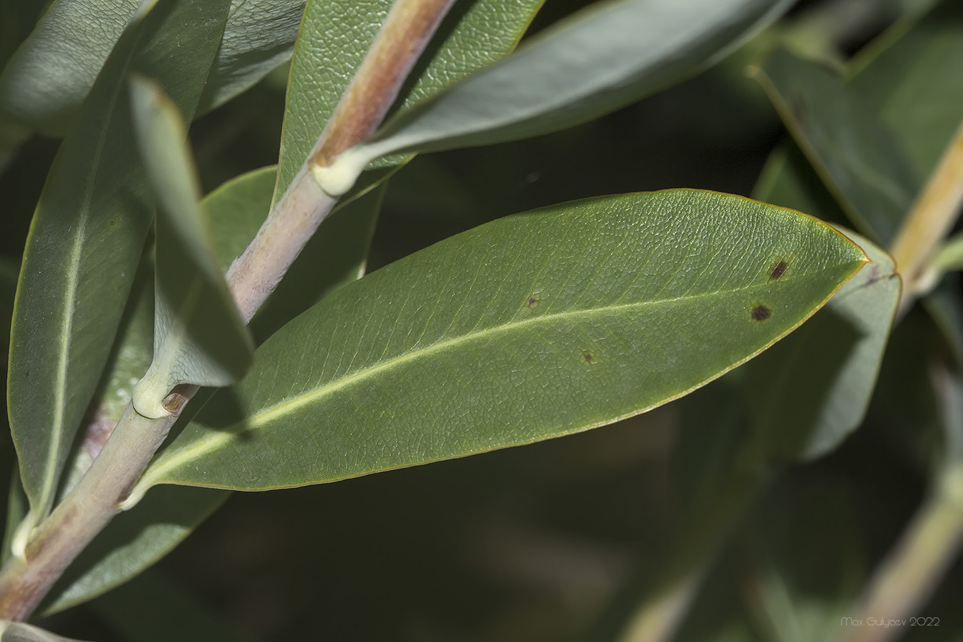 Изображение особи Bupleurum fruticosum.