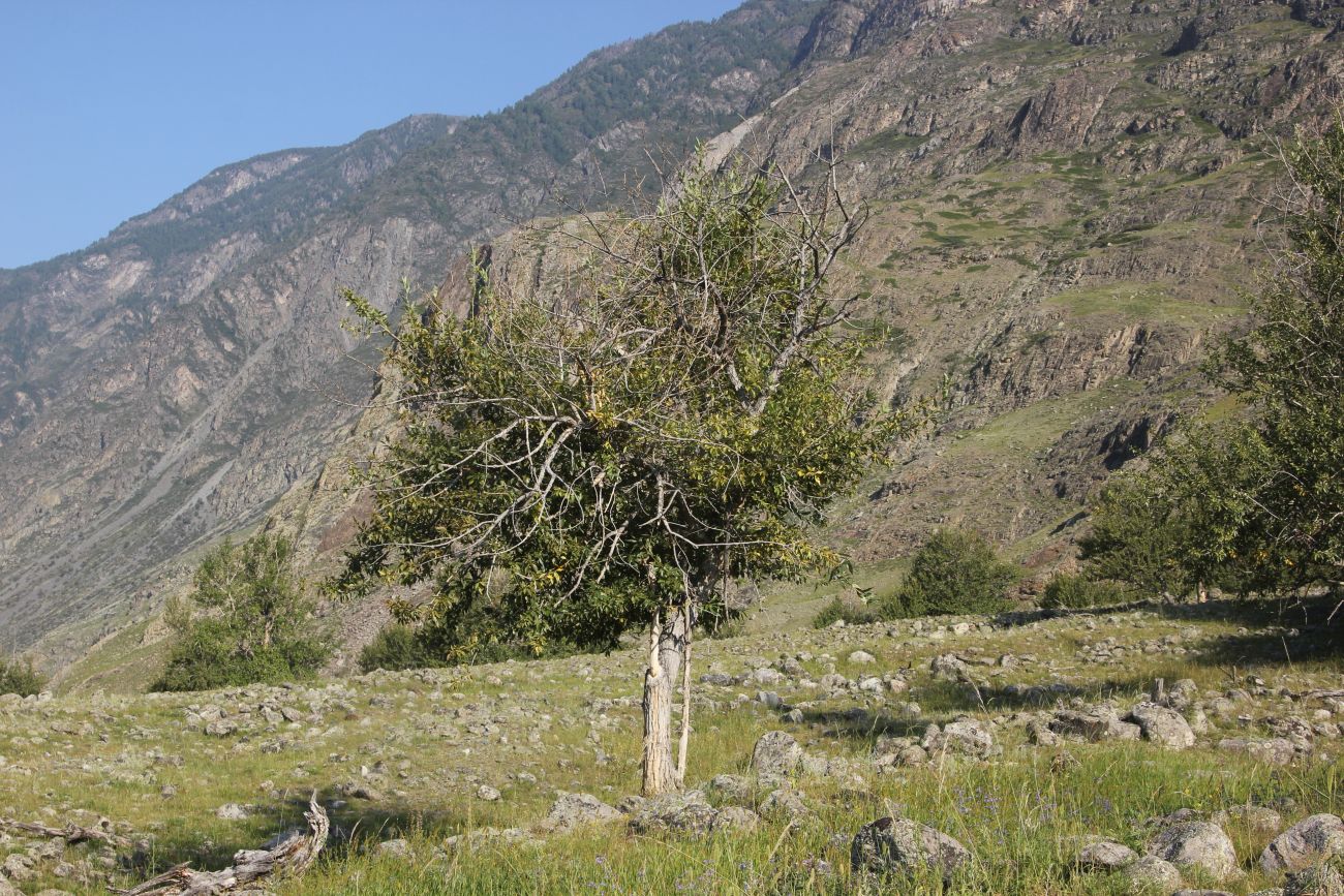 Image of Populus laurifolia specimen.