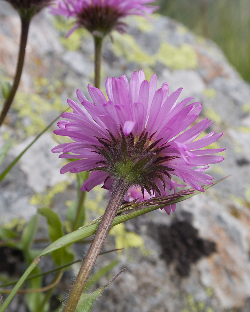 Изображение особи Erigeron venustus.