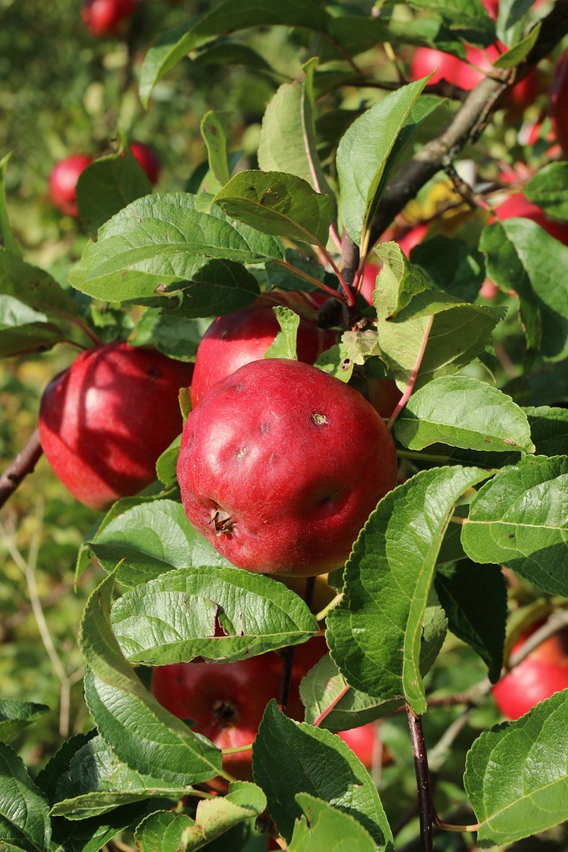 Изображение особи Malus domestica.