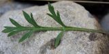 Image of taxon representative. Author is Денис Мирин