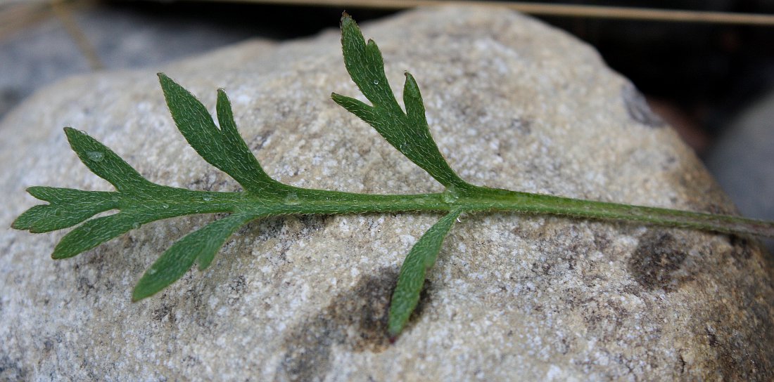Image of Papaver lapponicum specimen.