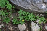 Potentilla reptans