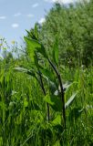 Centaurea pseudophrygia. Вегетирующее растение; видна абаксиальная поверхность листьев. Пермский край, Александровский муниципальный округ, окр. пос. База, дол. р. Яйва, луг. 13 июня 2022 г.