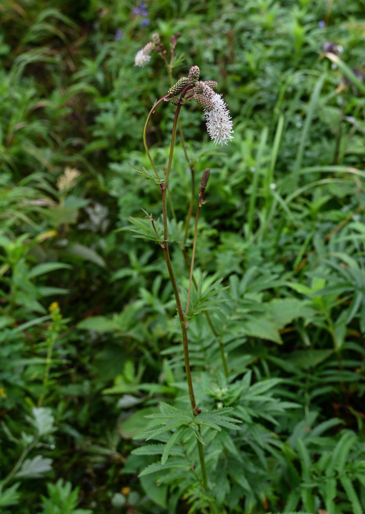 Изображение особи Sanguisorba tenuifolia.