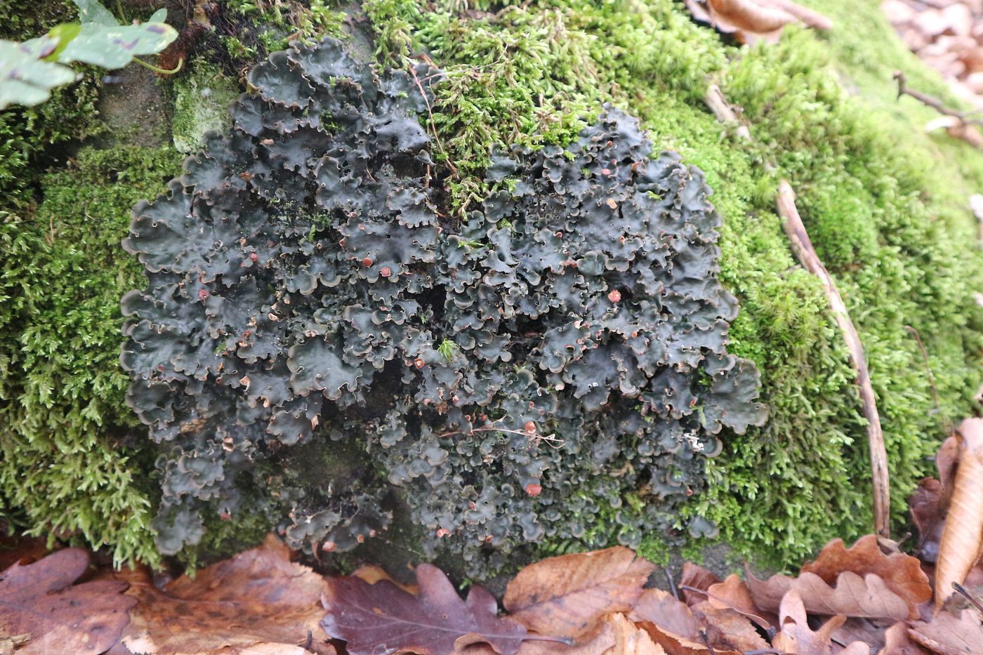 Image of genus Peltigera specimen.