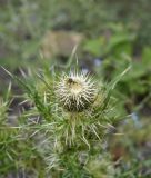 Cirsium echinus