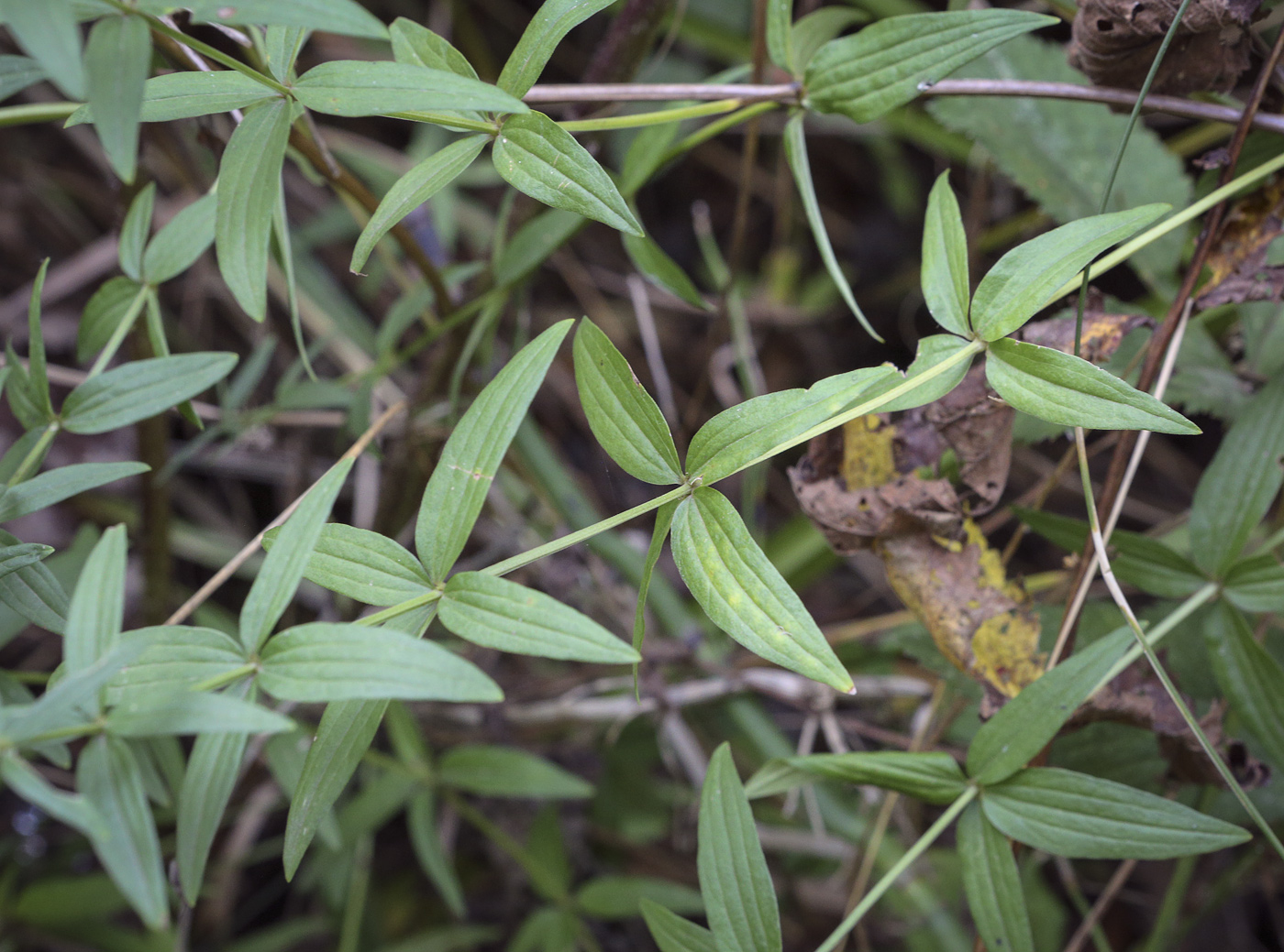 Image of Galium boreale specimen.