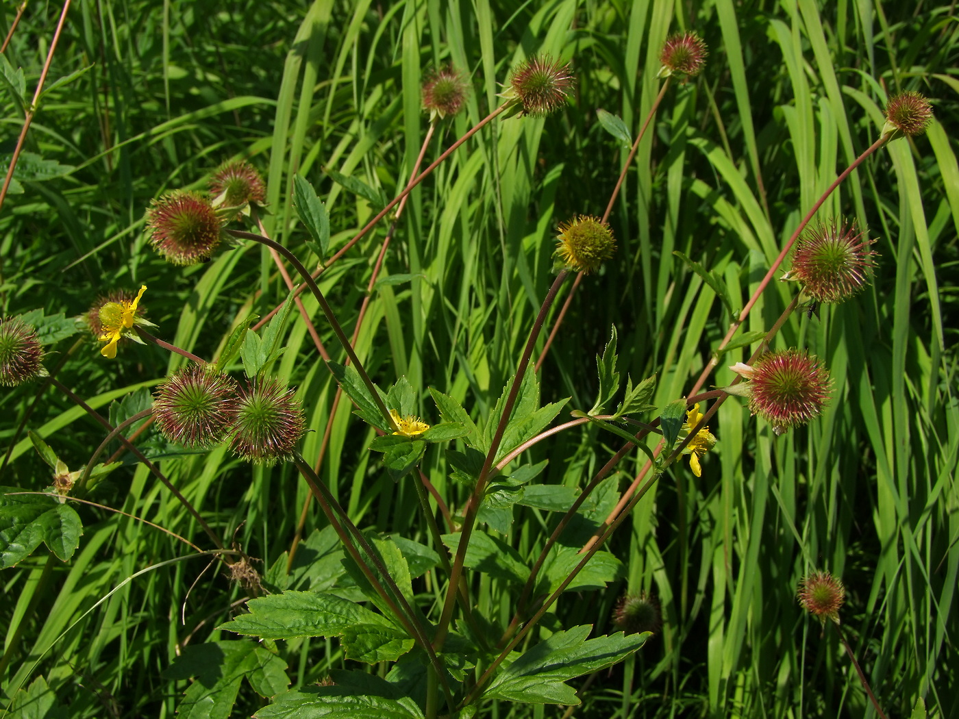 Изображение особи Geum aleppicum.