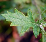 Senecio grandidentatus