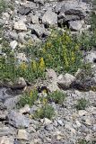 Corydalis gortschakovii. Цветущие растения на каменистом склоне. Южный Казахстан, Таласский Алатау, ущелье Коксай, высота 2600 м н.у.м.