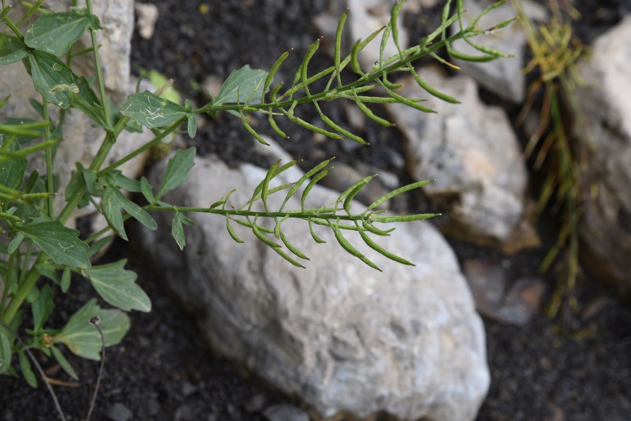 Изображение особи Barbarea vulgaris.