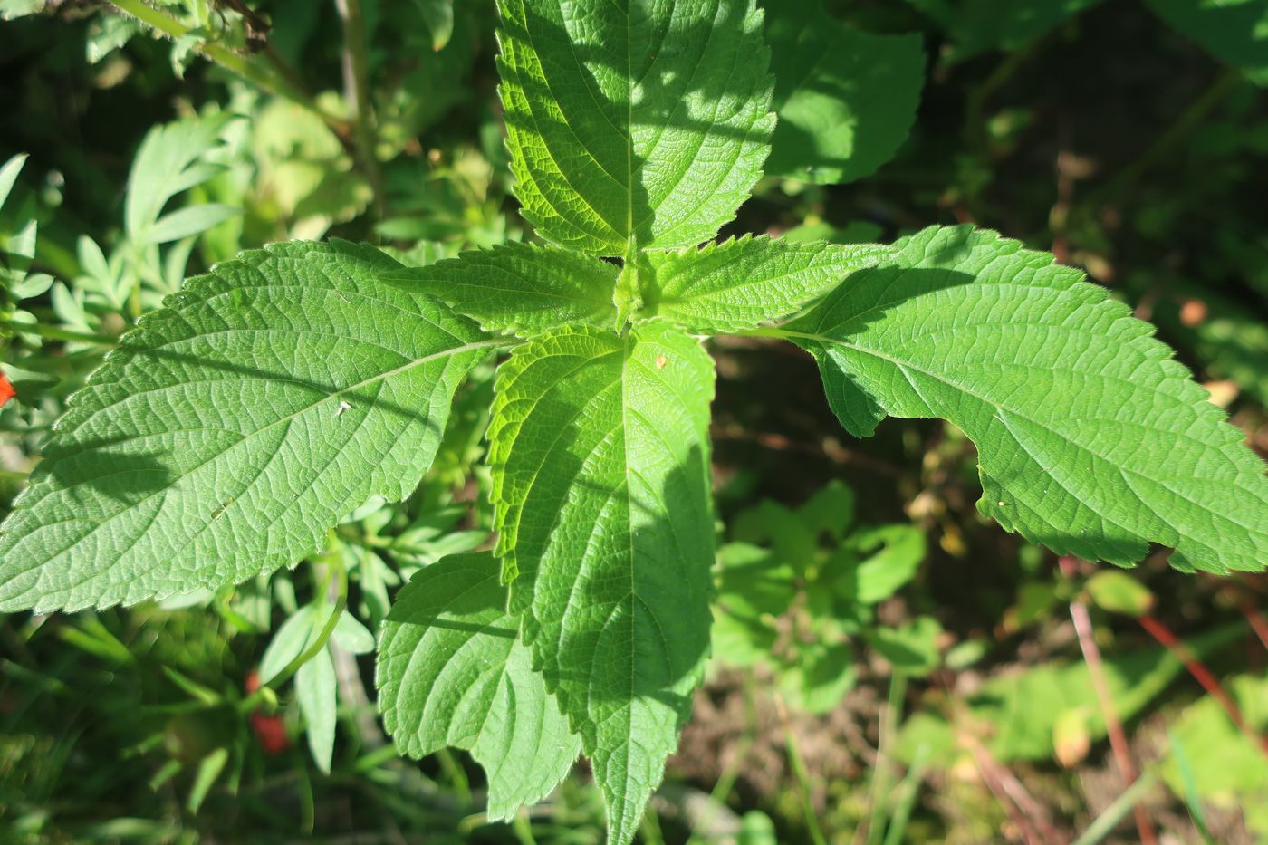Image of Salvia hispanica specimen.